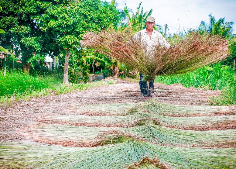 “Búng” lác để phơi lác là động tác khó, hầu như chỉ lao động nam thạo nghề mới xòe lác đẹp, đều.