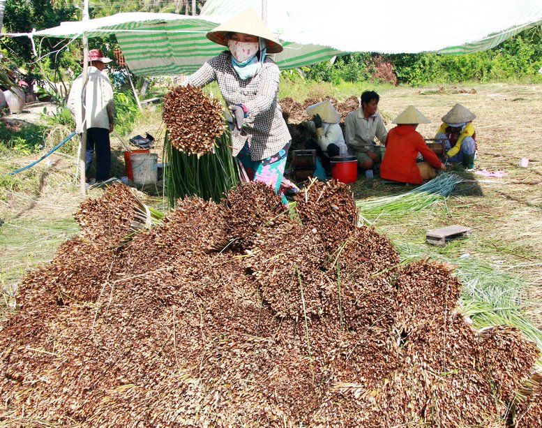 Giữa cái nắng gắt ban trưa, nhân công làm lác vẫn miệt mài ngoài ruộng.