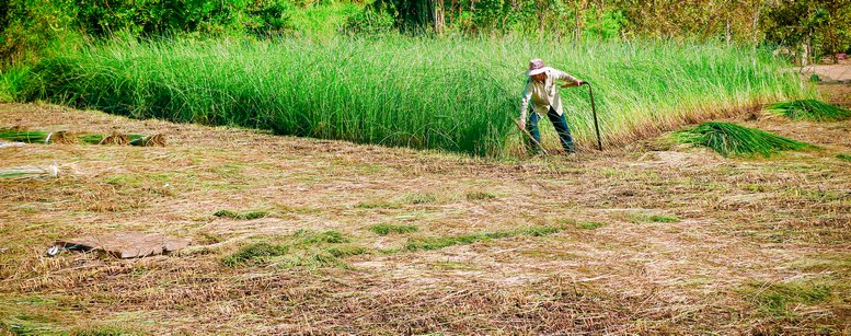 Nhiều nông dân cho hay: lác mùa này trúng mùa, tốt, cho độ dài từ 1,8m trở lên.