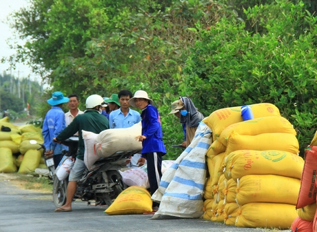 Lúa Đông Xuân 2019 tuy giá thấp, mua chậm, nhưng được tiêu thụ hết.