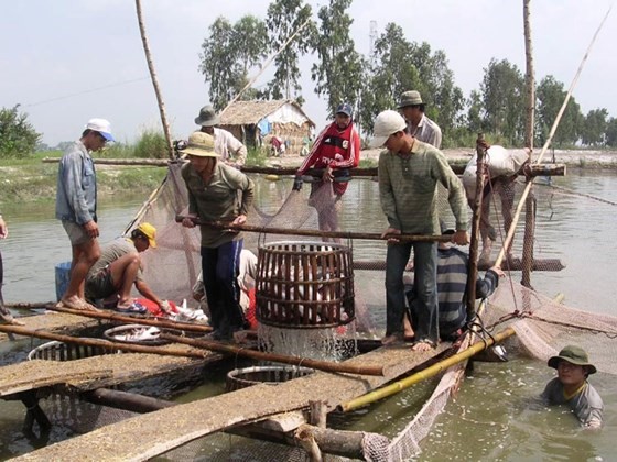 Cá tra nguyên liệu ở ĐBSCL giảm giá mạnh khiến người nuôi lo lắng 