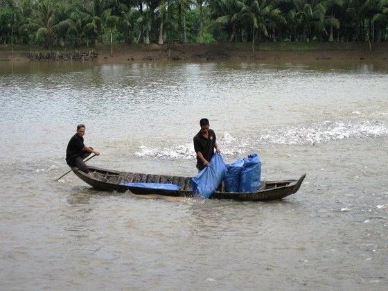 Các nhà chuyên môn khuyến cáo người nuôi thận trọng trong mở rộng diện tích ào ạt, tránh dư thừa nguyên liệu 