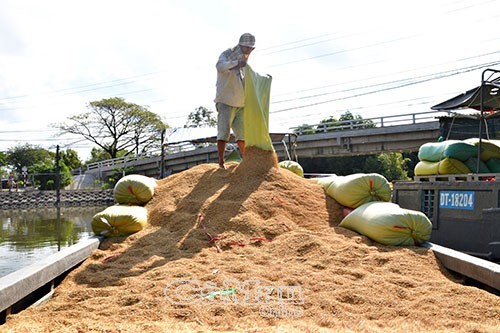 Bến Ông Bích, nơi những thương lái địa phương cùng nhau san sẻ những nỗi lo lắng của nông dân, bởi giá lúa có cao thì người thu mua mới có lãi.