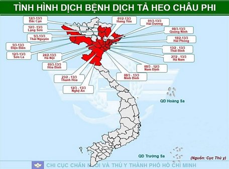 Những tỉnh đã bị dịch tả lợn Châu Phi xâm nhiễm. Nguồn: C.T.Y