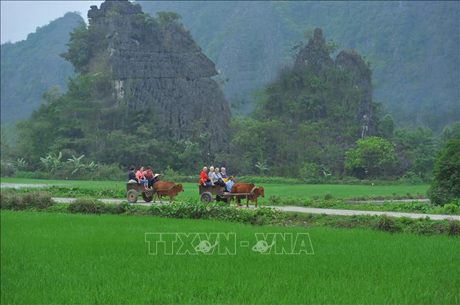 Du khách nước ngoài trải nghiệm bằng dịch vụ đi xe bò.