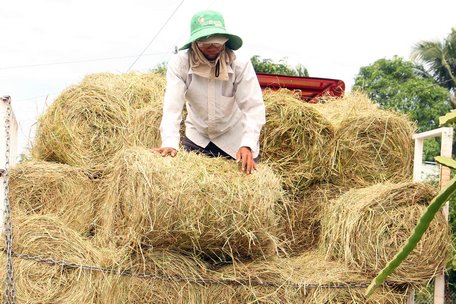 Từ nguồn phụ phẩm nông nghiệp, rơm nay lại cho thêm thu nhập đáng kể.