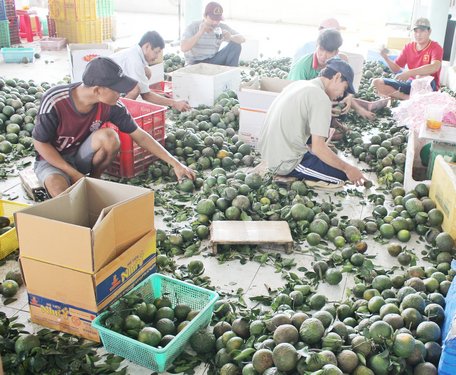 Hiện, thu nhập bình quân đầu người tại xã Loan Mỹ chỉ mới đạt 31,07 triệu đồng/người/năm, đòi hỏi xã phải có sự nỗ lực rất lớn để đạt 50 triệu đồng/người/năm vào năm 2020.