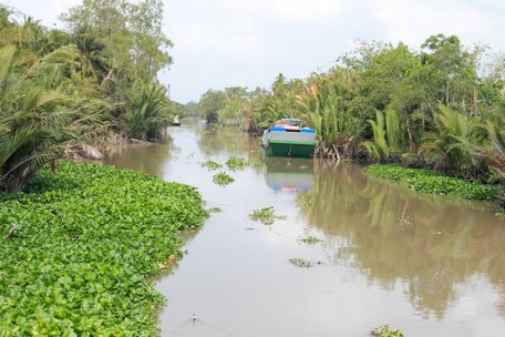 Lục bình được nuôi hai bên mé sông Giáp Nước.