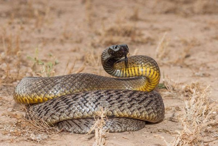 Rắn taipan sống ở phía Đông Australia. Nọc độc của nó chứa cả neurotoxins và hemotoxins có thể gây liệt từ từ, khó thở và chảy máu trong. Tuy nhiên, chúng lại rất rụt rè và cũng không có nhiều trường hợp tử vong được ghi nhận./.