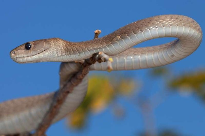 Rắn mamba đen được tìm thấy ở vùng cận Sahara, châu Phi, dù có tên gọi là mamba đen, nhưng chúng lại có màu nâu, thường rất hung hãn và là kẻ tấn công cực kỳ chớp nhoáng. Chúng không nao núng khi tấn công con người và có thể vươn cao tới 4 mét. Nọc độc của chúng có thể gây chết người trong vòng 20 phút.