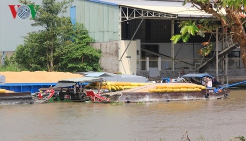 Ghe lúa đang chờ đến lượt được thu mua ở Lấp Vò, Đồng Tháp hồi tháng 2/2019.