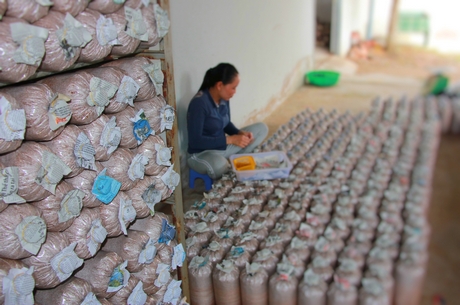 Việc chuyển giao ứng dụng khoa học- công nghệ góp phần nâng cao năng suất, khả năng cạnh tranh trên thị trường. Trong ảnh: Quy trình sản xuất phôi nấm tại Trung tâm Ứng dụng tiến bộ khoa học- công nghệ.