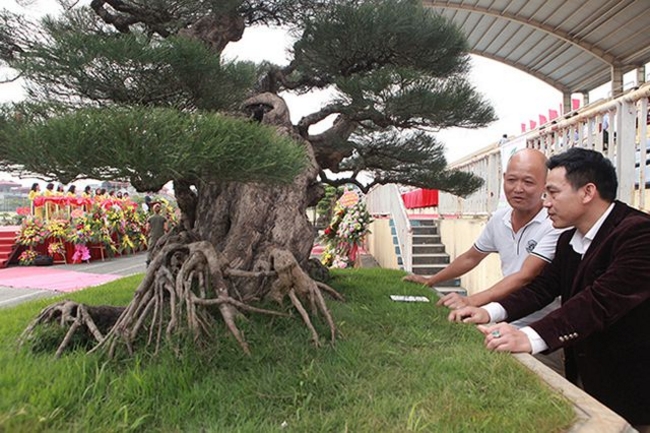 Anh Vương Xuân Nguyên (một người chuyên viết về cây cảnh) cho biết: “Tại triển lãm Phúc Thọ 2018, đã có người trả 1,8 tỷ đồng nhưng chủ nhân chưa bán”.