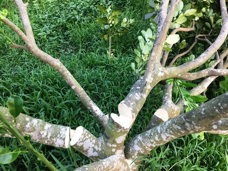 Những gốc bưởi đang cho trái chiếng đã bị kẻ gian chặt hạ tận gốc.