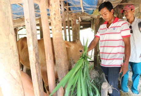 Nhờ nguồn vốn được vay, anh Thạch Chăn Rớt Thí (ấp Giữa) mạnh dạn đầu tư chăn nuôi, cải thiện đời sống.