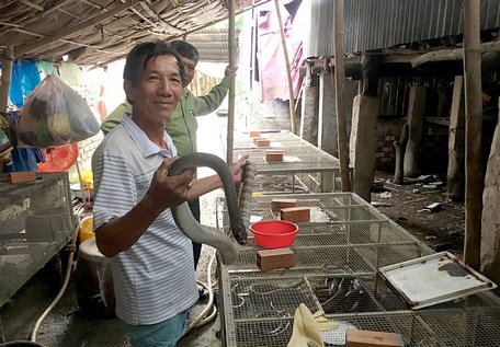 Mô hình nuôi rắn hổ hèo của ông Dân đã mở ra hướng đi mới cho nhiều nông hộ