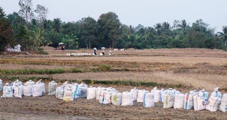 Nông dân cho biết gặp khó khăn trong điều tiết nước nên buộc phải hạ gò.