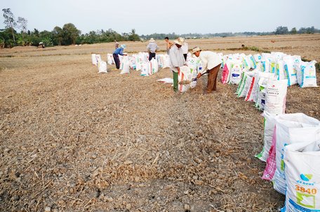 Đất được vô bao, gom lại và mang đi khỏi ruộng.