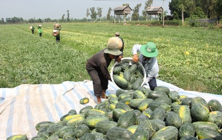 Ngành nông nghiệp khuyến cáo nông dân chuyển đổi đất trồng lúa kém hiệu quả sang trồng màu hoặc luân canh cây màu có khả năng chống chịu khô hạn trên đất lúa trong mùa khô theo đúng quy hoạch.