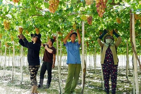 Thu hoạch nho Ninh Thuận. (Ảnh: Công Thử/TTXVN)