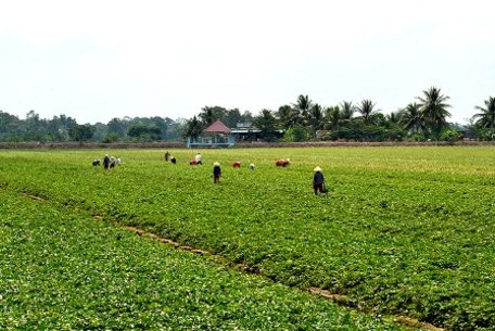 Một mô hình trồng rau an toàn trên địa bàn TP Cần Thơ. (Ảnh: NS)