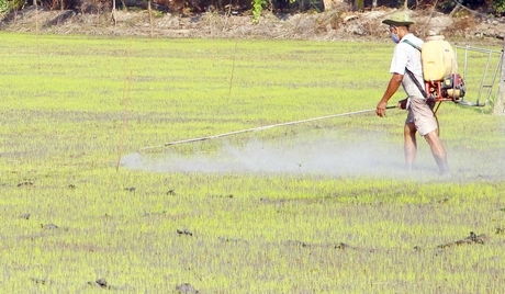 Người dân cần tuân thủ các quy tắc bảo hộ lao động khi sử dụng thuốc bảo vệ thực vật.