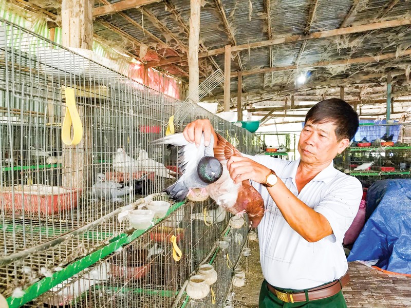 Ông Nam làm giàu nhờ nuôi bồ câu ở vùng Bảy Núi tỉnh An Giang.