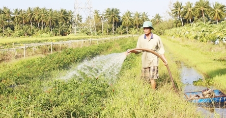 Nhờ chuyển lúa lên trồng màu giúp anh Thép nâng cao thu nhập hơn gấp nhiều lần.
