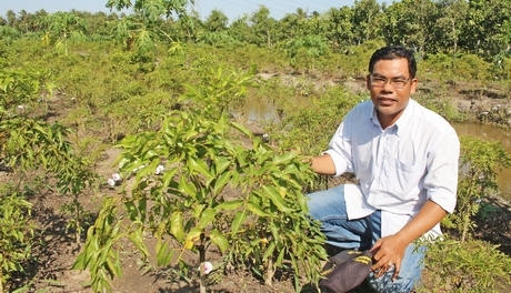 Cây đinh lăng đang mở ra hướng đi mới cho anh Tú.