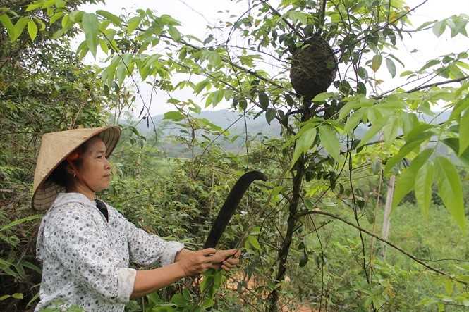 Chuẩn bị lấy trứng kiến