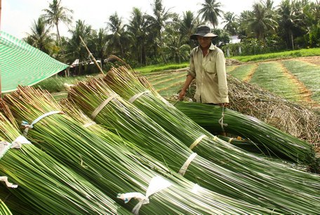 Vĩnh Long có vùng nguyên liệu lớn phù hợp phát triển loại hình HTX thủ công mỹ nghệ nhằm liên kết sản xuất, tạo ra sản phẩm có giá trị cao hơn.