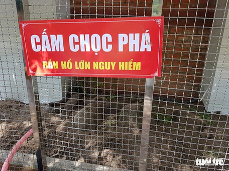 Sau khi bắt xong, lãnh đạo Tập đoàn Sao Mai đã đưa cặp rắn hổ mây 
