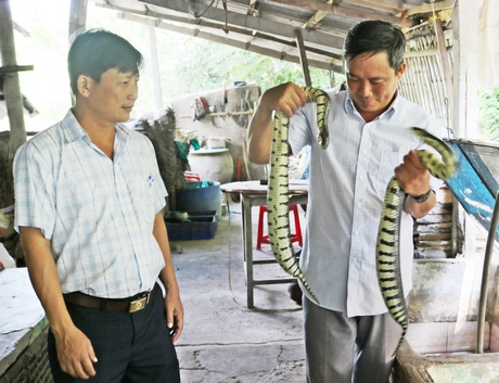 Nghề nuôi ba ba và rắn ri voi là một trong những hướng đi đúng để cải thiện kinh tế gia đình, thậm chí làm giàu. Anh Họp còn hỗ trợ hơn 10 hộ nuôi bằng hình thức giảm 50% giá giống.