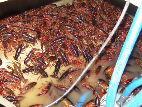  Tôm hùm đất đã bị cấm ở Việt Nam từ nhiều năm trước vì sự nguy hại của loại sinh vật này đối với môi trường sinh thái Ảnh: Nguyễn Hải