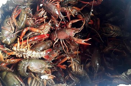 Tôm càng đỏ nhập lậu vào tỉnh Lào Cai. Ảnh: Quốc Khánh/TTXVN