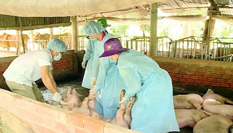 Đây là ổ dịch tả lợn Châu Phi đầu tiên xuất hiện trên địa bàn huyện Mang Thít.