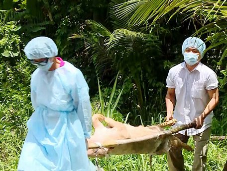 Ngành chức năng đã khẩn trương xử lý ổ dịch.