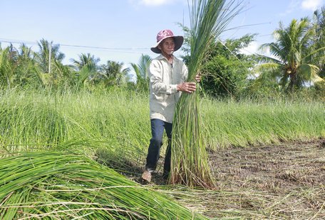 Giá lác ổn định, người trồng lác có lời khá.