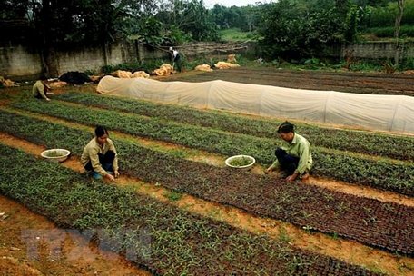 Chăm sóc cây giống. (Ảnh minh họa. Nguồn: TTXVN)