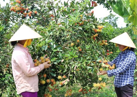 Tổ hợp tác chuyển đổi cơ cấu cây trồng xã Bình Hòa Phước đem lại hiệu quả cho nhiều chị em phụ nữ.