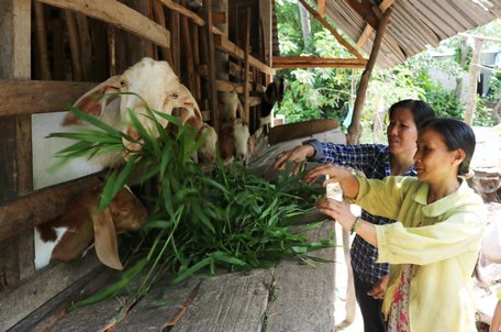 Tham gia tổ hợp tác chăn nuôi dê, chị Loan (phải) thoát nghèo, từng bước cải thiện đời sống.