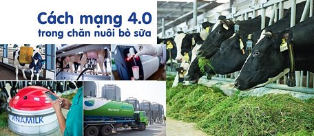 Cách mạng 4.0 trong chăn nuôi bò sữa giúp việc quản lý và vận hành trang trại tối ưu hóa được hiệu quả.