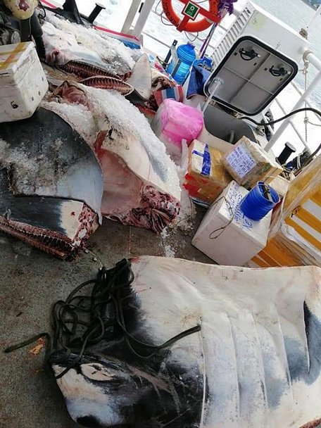 Cá đuối có trọng lượng khoảng 600kg