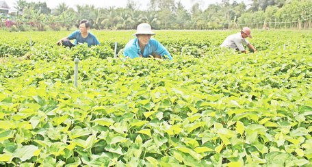 Để tổ chức lại sản xuất hiệu quả, tỉnh cần có những cơ chế và chính sách riêng đối với KTTT.