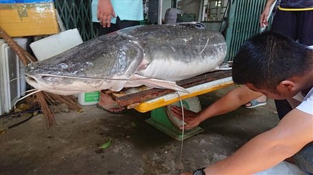 Con cá lăng có trọng lượng gần 1 tạ được chủ nhà hàng mua lại để xẻ thịt bán cho thực khách.