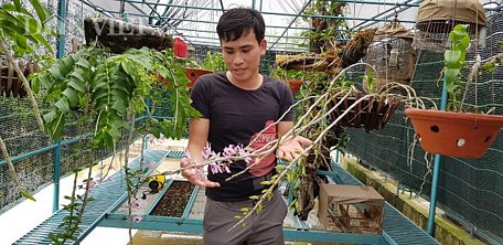 Vườn lan rừng khủng rộng hàng trăm m2 của anh Phạm Quốc Hưng ở khu 9, thị trấn Thanh Hà, huyện Thanh Hà (Hải Dương).