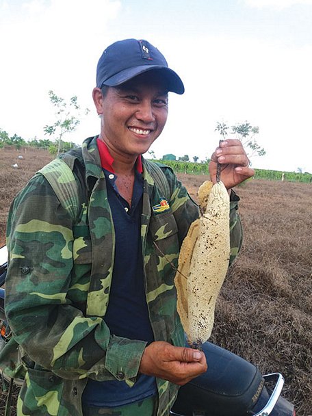  Nguyễn Phúc với tổ ong ruồi trên tay.