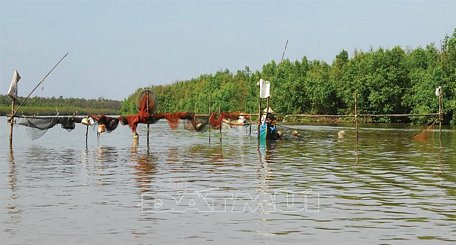 Đóng đáy khu vực bãi trong cồn.