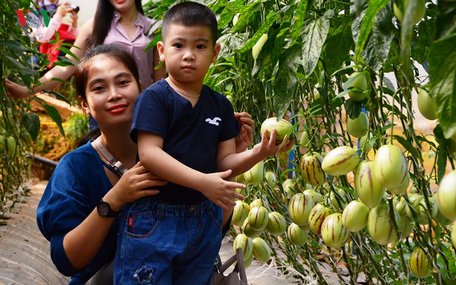  Du khách thích thú với du lịch canh nông Đà Lạt - Lâm Đồng.