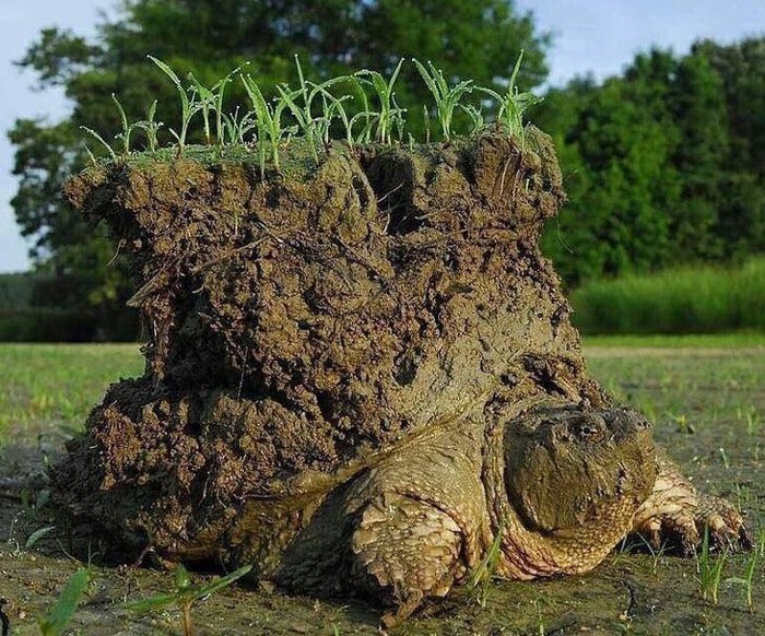  Một chú rùa ngoi lên sau kỳ ngủ đông dài.